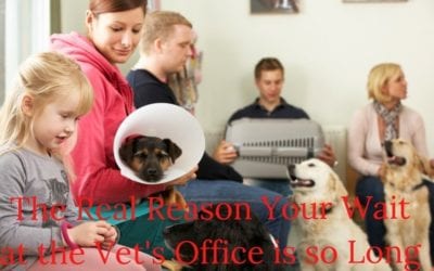 The Real Reason Your Wait at the Vet’s Office is so Long