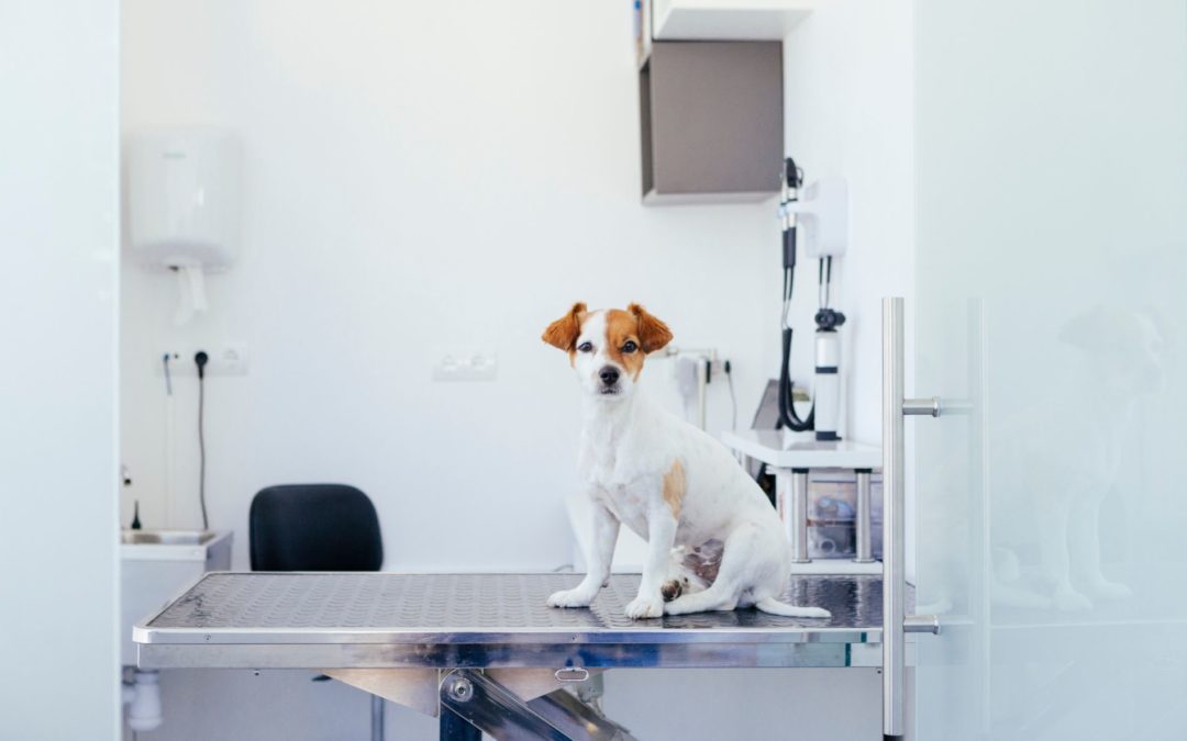 Is Veterinary Medicine in a State of Normative Discontent?